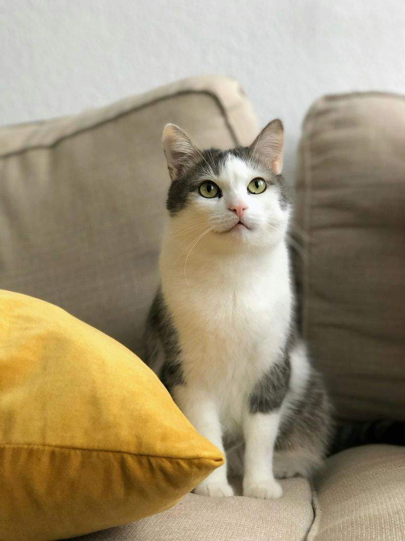 Steg 4